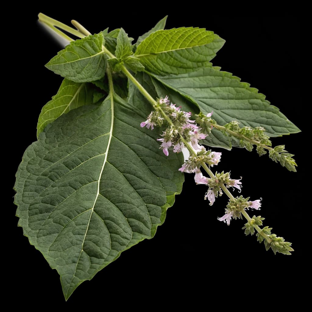 Табак & Пачули