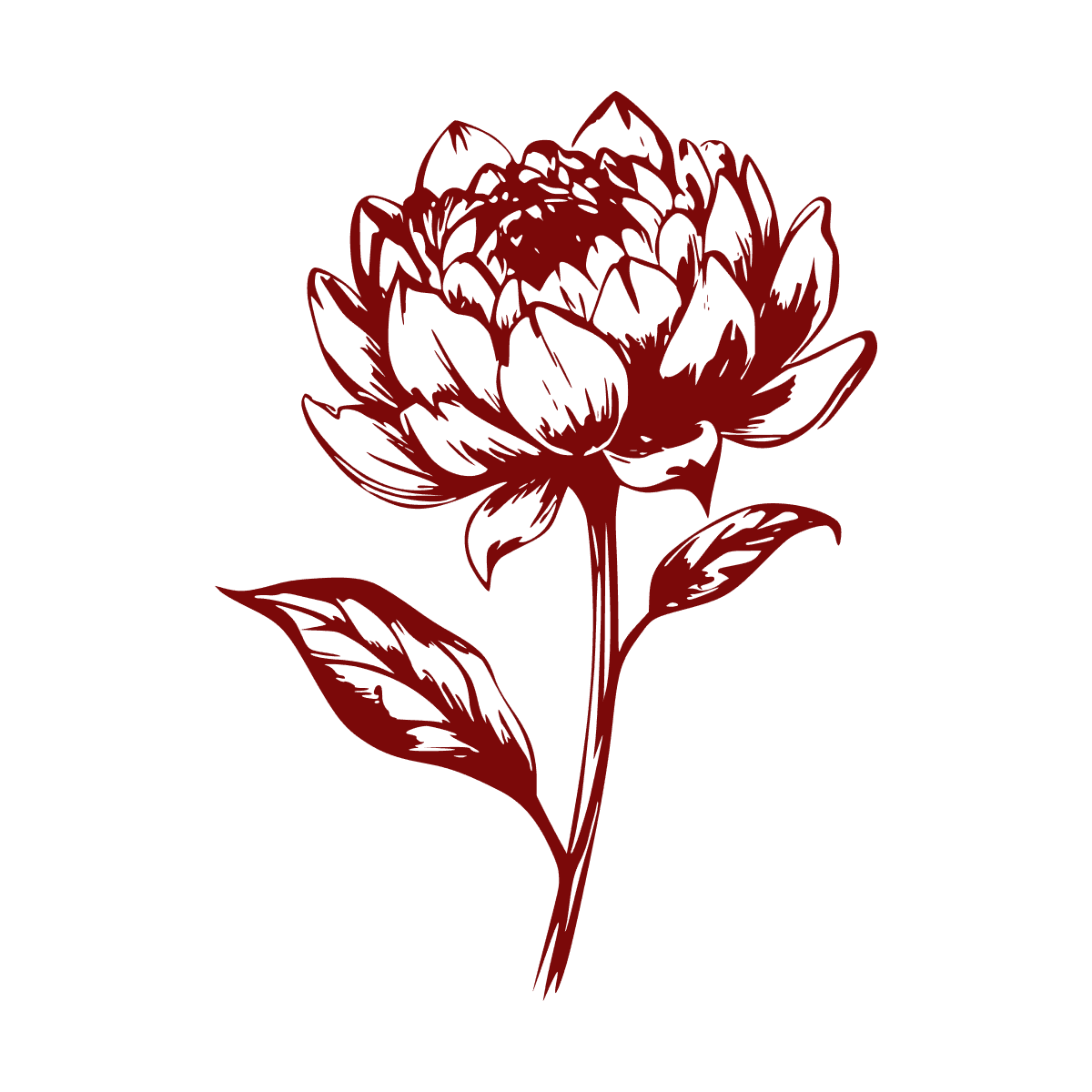 Розовый пион